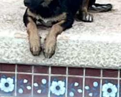 Farsi - Australian Kelpie/Shepherd (Unknown Type) Mix Female Puppy for Adoption