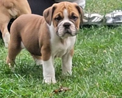 Bulldog puppies