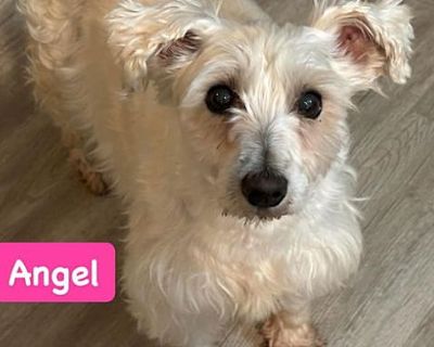 Angel - Miniature Schnauzer Female Dog for Adoption