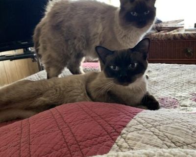 Free to good home. Pair of brothers, 7months old. Not very talkative for 1/2