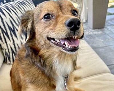 Arnold Palmer - Dachshund/Spaniel (Unknown Type) Mix Male Dog for Adoption