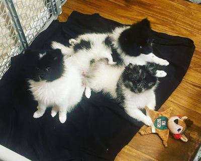 Pomeranian puppies