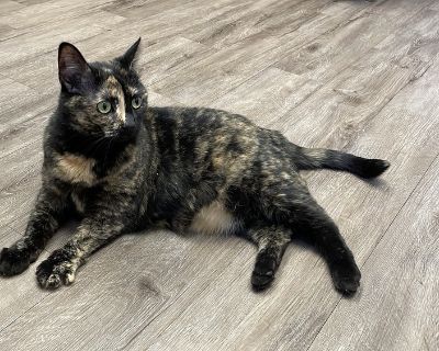 This beautiful ray of sunshine is Autumn. She is FULL of energy and will keep you busy and entertained. She loves a good snuggle and wil let you know when she's done. She can be a little chatty at times especially when she's asking for your attention. Autumn is curious makes friends with humans pretty quickly. Autumn came into rescue in pretty rough shape as a baby. Her eyes and overall health ...