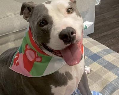 Rescue From Texas Meet Chloe, a delightful 4-year-old 65 lbs pitbull with a heart full of love. She s fully potty-trained and kennel-trained, making her a seamless fit into any home. Chloe loves car rides and playing with her toys, and she s already mastered tricks like giving paws and sitting. A wonderful snuggler and people-lover, she adores people of all ages so much and craves the companion...