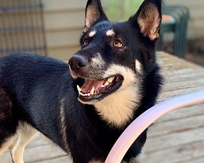 Harlow - Husky Female Dog for Adoption