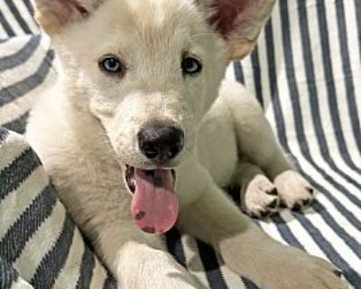 Mighty - Husky/German Shepherd Dog Mix Male Puppy for Adoption