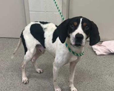 Quincy - Hound (Unknown Type) Male Dog for Adoption
