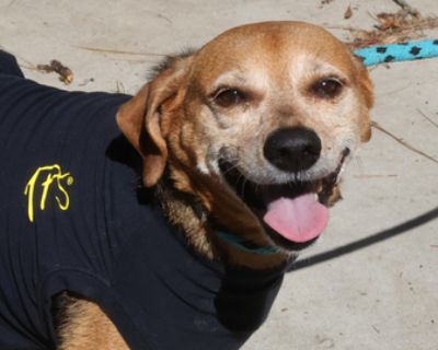 Meet Chow Chow! If you are looking for a little extra flavor in your life this sweet little man is for you! He can be a little shy, but when he warms up he'll want nothing else but your attention. Since he has been at our shelter, we've learned he loves gentle human attention & soft beds. Additionally, he doesn't seem too fond of being alone & could benefit from a canine companion or someone ho...