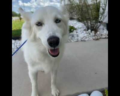 Shasta - Husky Female Dog for Adoption