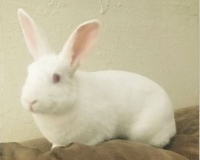 Aniani - Female Young Rabbit for Adoption