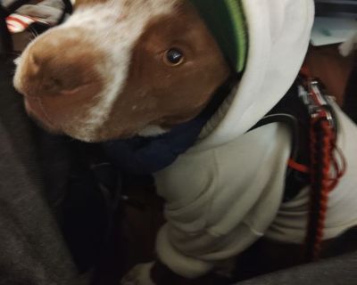 Jose (Has an Apartment) on iROOMit. Room in the 1 Bedroom 1BA Pet-Friendly...