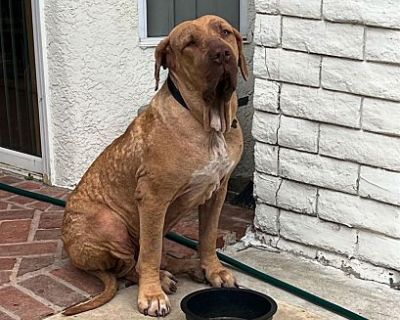 Merlin - Mastiff Male Dog for Adoption