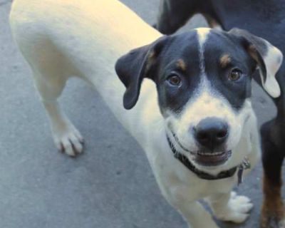 Gobi - Mixed Breed (Medium) Male Puppy for Adoption