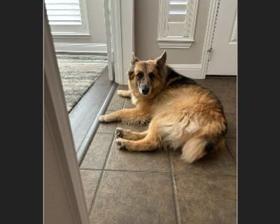 Callie - Australian Shepherd / German Shepherd Female Adult