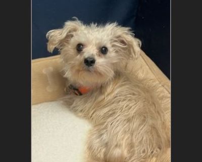 Meet Junior - The Sweetie This little boy is looking for his new forever home. He would enjoy a quiet home and one that will spoil him. He enjoys being on your lap and right by your side. He's a very sweet and quiet little boy. Junior is a young, sweet maltese that likes to be cuddle, play and be pampered. He would do well with another young dog in the house and would do well older children. He...