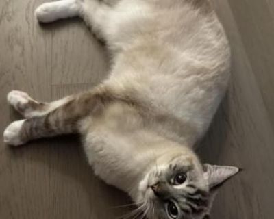 Leo - Ragdoll Male Cat For Sale