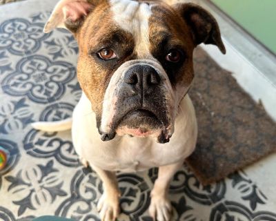 Lola - American Bulldog Female Dog for Adoption