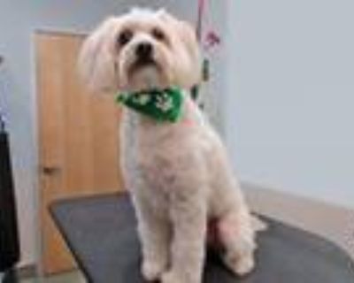 Adopt Rosco a Poodle, Mixed Breed