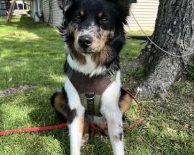 River - Australian Shepherd Male Dog for Adoption