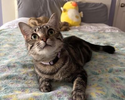 Meet Perla! Perla is a one-year-old beauty with a stunning swirl-patterned coat and velvety soft fur. This girl is the total package affectionate, playful, well-mannered, and full of love to give. Perla adores people and isn't shy about it. She ll greet you with a gentle purr, make biscuits in your lap, and even roll over for belly rubs (yes, she actually loves them!). Her sweet, affectionate n...