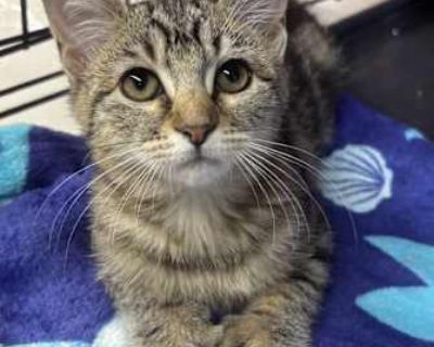 Super cute!! Super loving!! Available for adoption Dec. 13th.. Good with kids Good with dogs Good with cats. Breed Polydactyl/Hemingway Color Gray, Blue or Silver Tabby Age 3 months old, Kitten Sex Female Pet ID Hair Length short