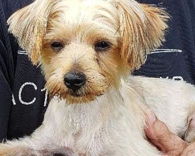 Evie - Yorkie, Yorkshire Terrier Female Puppy for Adoption