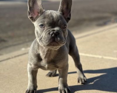 Frenchie Bulldog Puppies