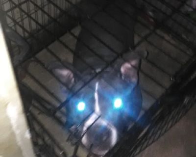 Pitbull