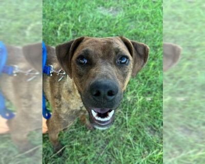 Martha -CL - Black Mouth Cur-Labrador Retriever Mix Female Puppy for Adoption