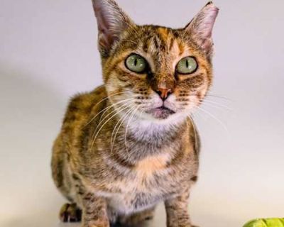 Savannah - Domestic Mediumhair Female Cat for Adoption