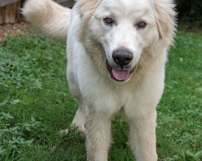 Reid - Great Pyrenees Male Dog for Adoption