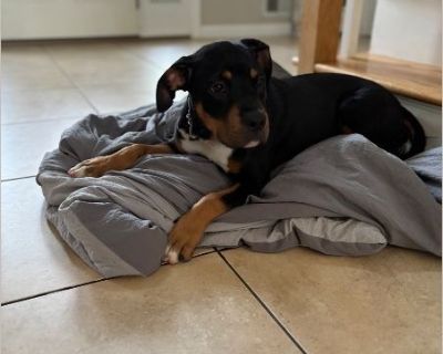 Kali - Female Puppy Rottweiler / Pit Bull for Adoption
