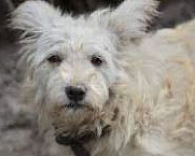 Miko - Westie, West Highland White Terrier/Schnauzer (Miniature) Mix Male Dog for Adoption