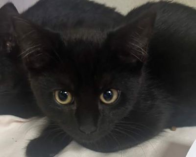 This precious kitty is full of love and looking for a place to call home. Playful, affectionate, and sweet, they ll make the perfect addition to your family. If this animal is located at our Manhattan Adoption Center, head in to meet them and see if you are a match! We are a same-day adoption center, and an application does not put you on a list or hold an animal for you. If they are in Wantagh...