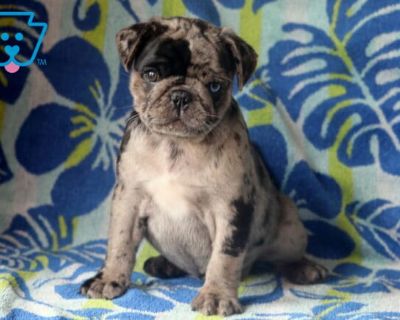 Hold Me - Male Pug Puppy for Sale