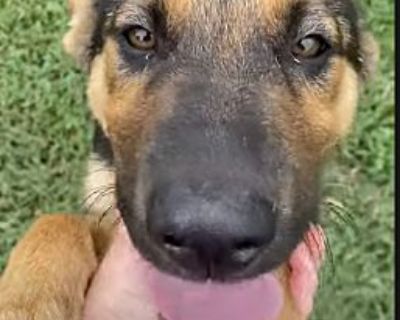 Dojo (12wk PUPPY) - German Shepherd Dog Male Puppy for Adoption