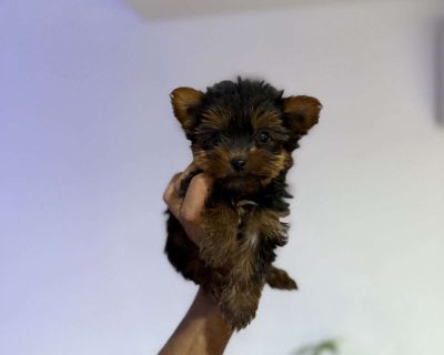 Snuggles - 8 Weeks Male Yorkie Puppy for Sale