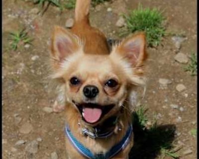 Newman - Chihuahua Male Dog for Adoption