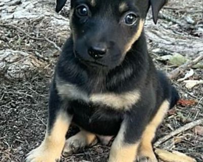 Zipper \u201cZip\u201d - Shepherd (Unknown Type)/Carolina Dog Mix Male Puppy for Adoption