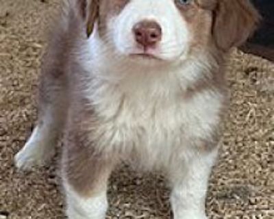 Athena - Australian Shepherd Female Puppy for Adoption