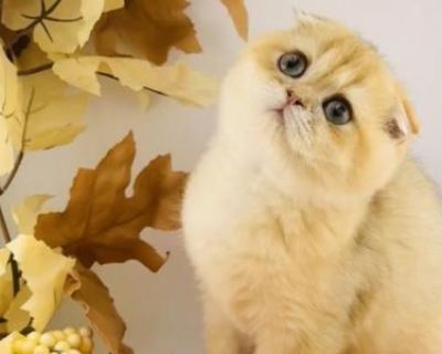 Show potential. Champion bloodlines. Registered. 1. 1