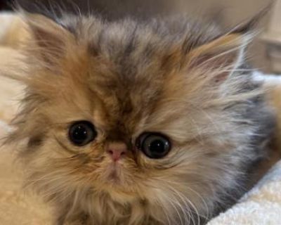 Celestial Chesara - Persian Female Kitten For Sale