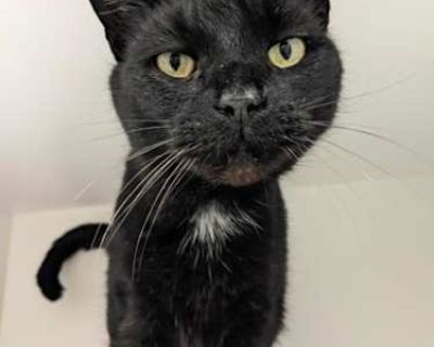 Hey there, my name is Manatee! A distinguished gentleman with a zest for life! I`m friendly, energetic, and oh, I love to chat! Cuddling? It`s my favorite hobby. I adore attention and thrive in the company of my human friends. Curious about the world, I enjoy exploring every corner and crevice and then settling down for a nice nap - preferably right next to you. If you`re looking for a companio...