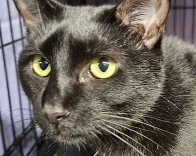 If you would like an application or have any questions, please send an email to us at: info@ht-ac.org Alex was rescued from the basement of an apartment building in Hartford, where she was abandoned by her owner who had nowhere to live. She is currently in a foster home in Glastonbury. Alex is a tripod and is missing her right hind leg. It doesn t slow her down one bit, though! When not in a hu...