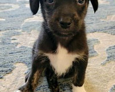 McKenzie - Border Collie Female Puppy for Adoption