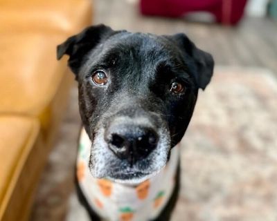 TMNT fans, here is The Master Splinter of Dogs- Rocky There s a quiet wisdom about Rocky, he is a gentle spirit that felt familiar the moment I met him and the more I thought about it I realized, he is Master Splinter from Teenage Mutant Ninja Turtles! Stay with me, he is calm, grounded, sure- a little weathered by life, but endlessly patient and zen-like that s Rocky! He has lived a lot of lif...