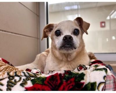 PETEY - Pug/Dachshund Mix Male Dog for Adoption