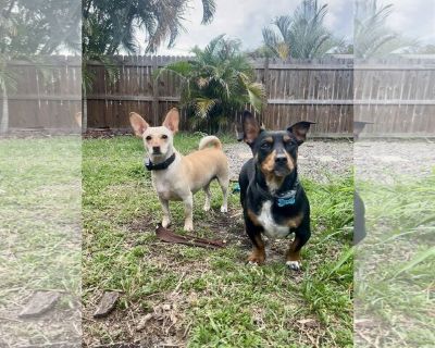 Bonded Pair Lucy &amp; Ricky - Doxie-Pin Female Adult Dog for Adoption