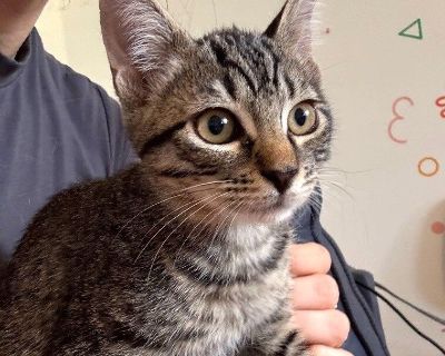Fishbait Jerny - Domestic Short Hair & Tabby Mix Male Cat for Adoption