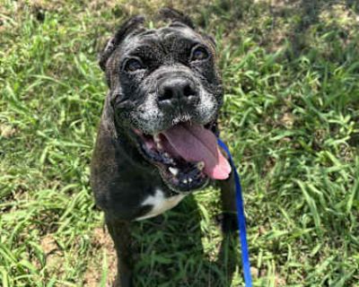 Nyla - Cane Corso Female Dog for Adoption